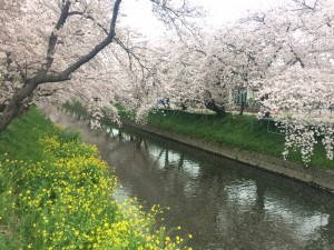 【お花見散歩｜守山区志段味美容室ツムギヘアー】