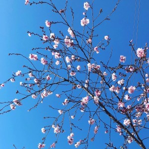 【花咲くアーモンドの木の枝｜守山区志段味美容室ツムギヘアー】