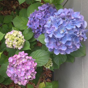 【梅雨の楽しみ｜守山区志段味美容室ツムギヘアー】